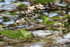 Pongamia pinnata